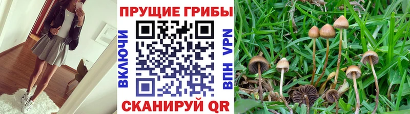 цены наркотик  Великие Луки  Псилоцибиновые грибы прущие грибы 